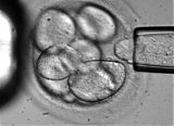 Embryonic Stem-Cell Research